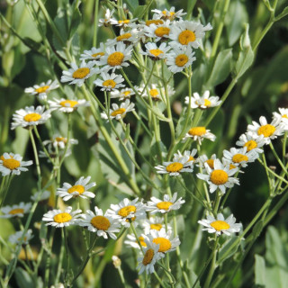 Plantes Vivaces TANACETUM balsamita - Menthe coq en vente - Tanaisie en vente - Pépinière Lepage .