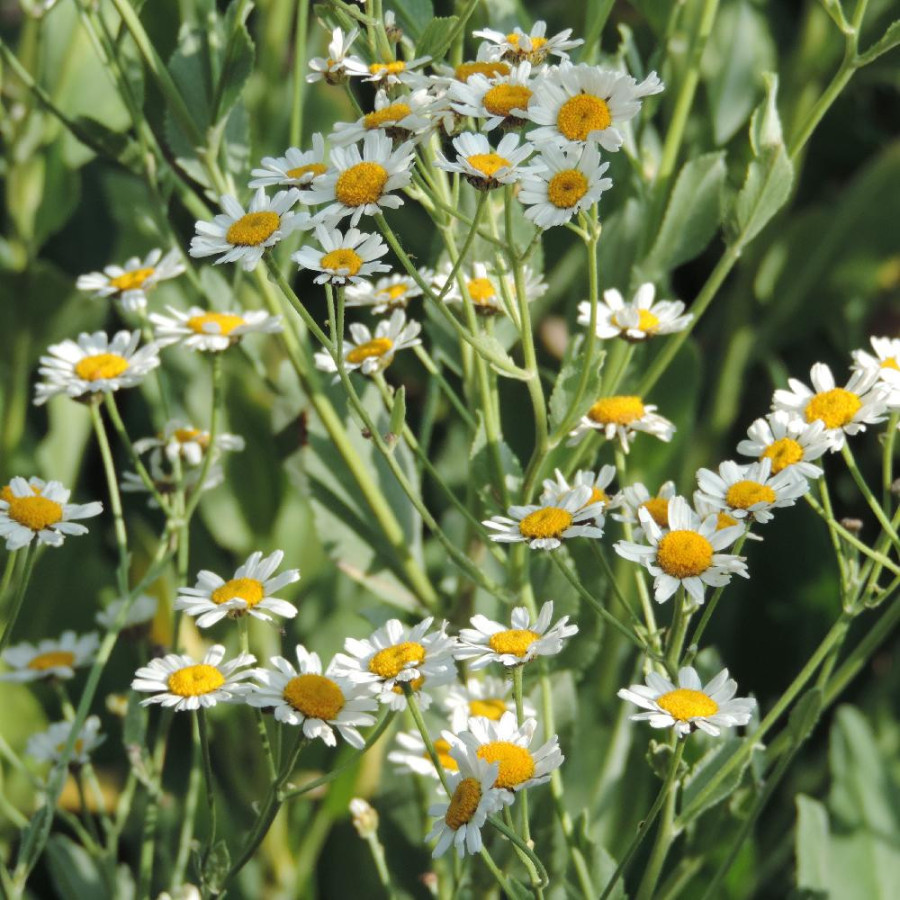 Plantes Vivaces TANACETUM balsamita - Menthe coq en vente - Tanaisie en vente - Pépinière Lepage .