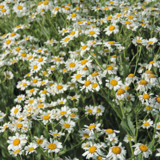 Plantes Vivaces TANACETUM balsamita - Menthe coq en vente - Tanaisie en vente - Pépinière Lepage .