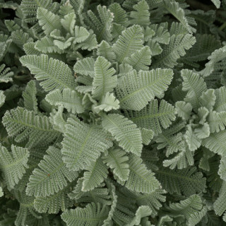 plantes-vivaces-tanacetum-haradjanii-tanaisie-en-vente-pepiniere-lepage-