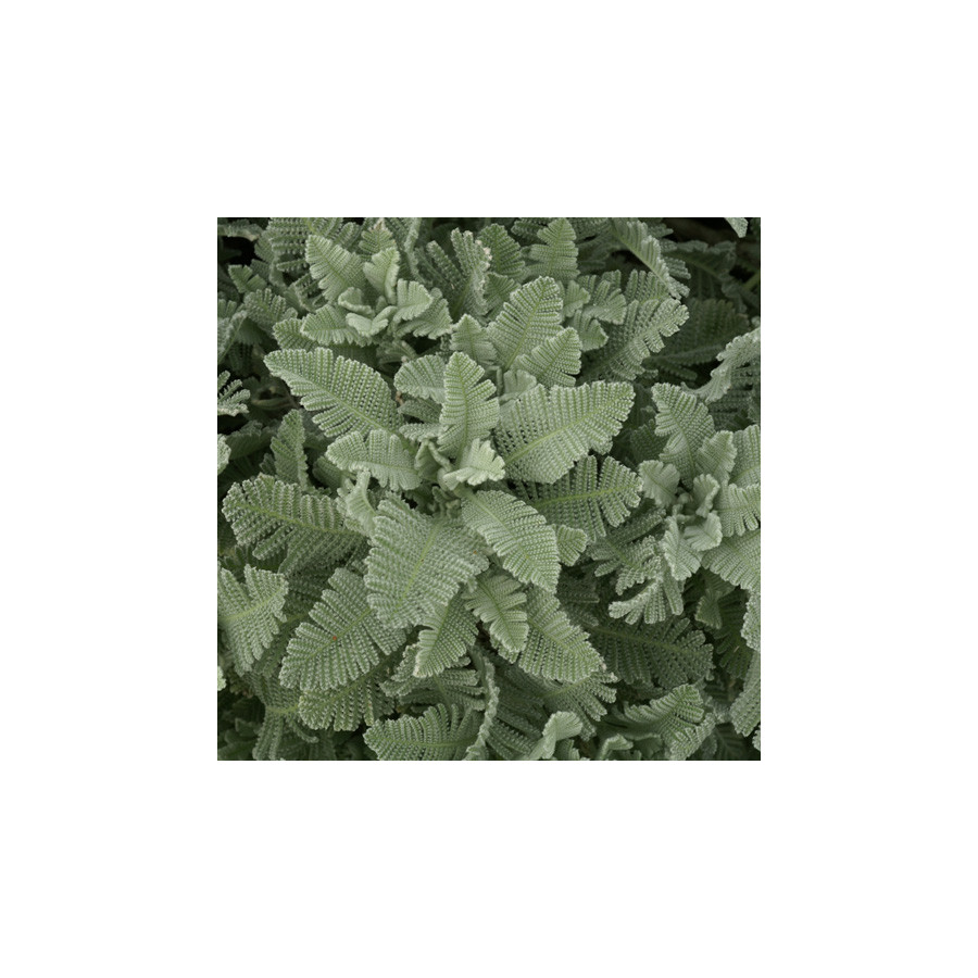 Plantes Vivaces TANACETUM haradjanii - Tanaisie en vente - Pépinière Lepage .