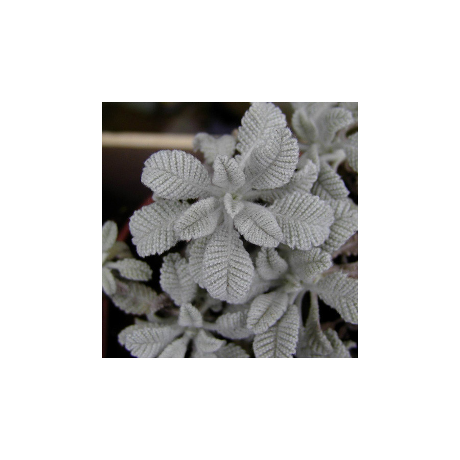 Plantes Vivaces TANACETUM haradjanii - Tanaisie en vente - Pépinière Lepage .