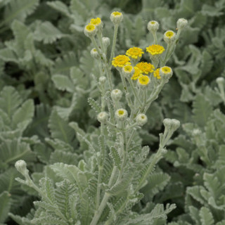 Plantes Vivaces TANACETUM haradjanii - Tanaisie en vente - Pépinière Lepage .