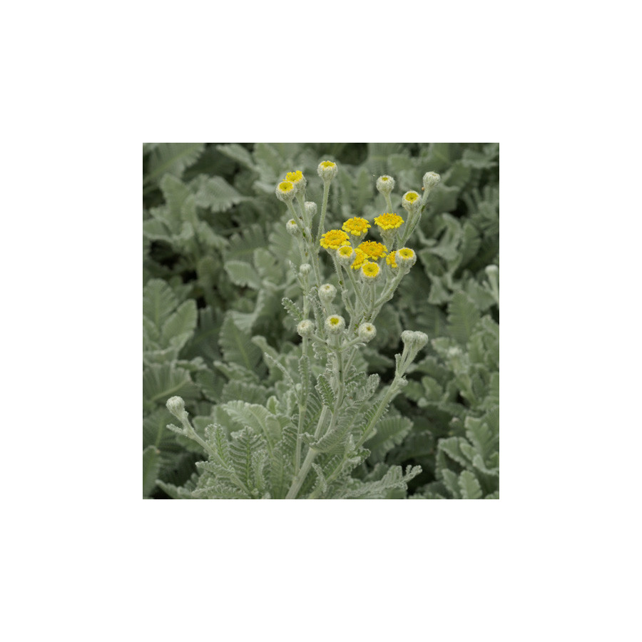 Plantes Vivaces TANACETUM haradjanii - Tanaisie en vente - Pépinière Lepage .