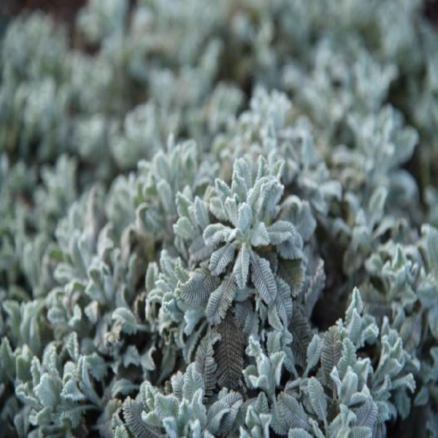 Plantes Vivaces TANACETUM haradjanii 'Little Frosty' - Tanaisie en vente - Pépinière Lepage .