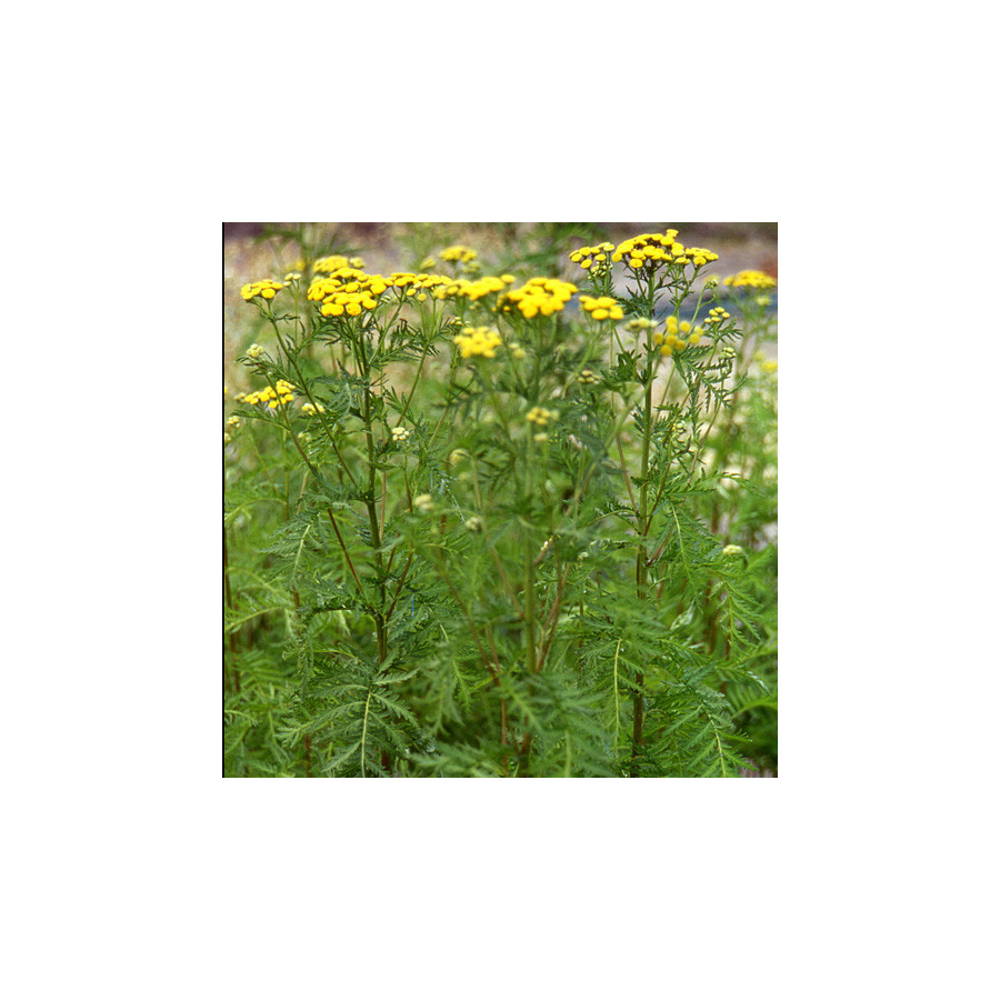 Plantes Vivaces TANACETUM vulgare - Tanaisie en vente - Tanaisie commune en vente - Pépinière Lepage .