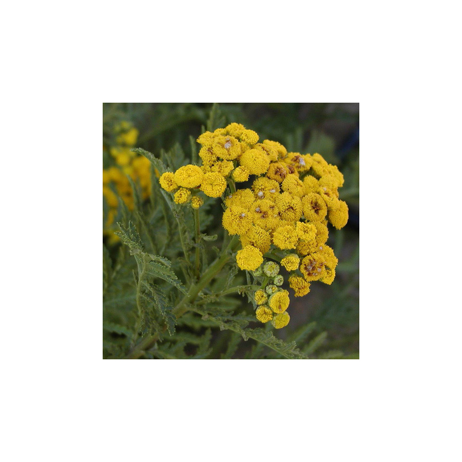 Plantes Vivaces TANACETUM vulgare - Tanaisie en vente - Tanaisie commune en vente - Pépinière Lepage .