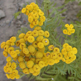 Plantes Vivaces TANACETUM vulgare - Tanaisie en vente - Tanaisie commune en vente - Pépinière Lepage .