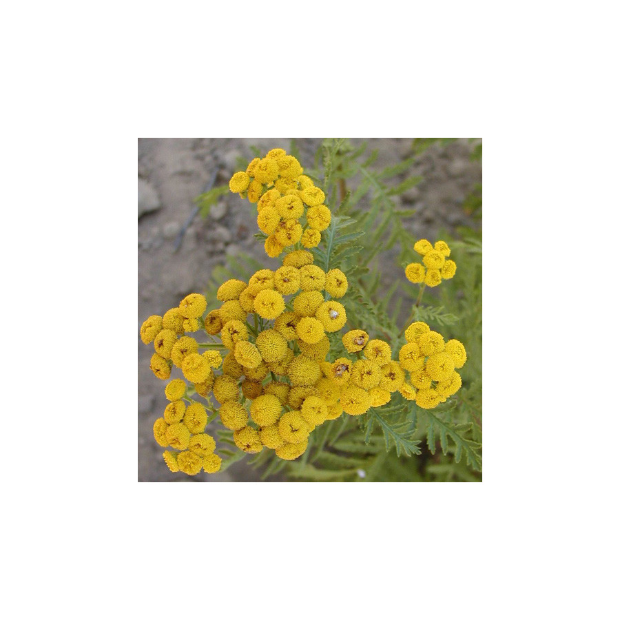 Plantes Vivaces TANACETUM vulgare - Tanaisie en vente - Tanaisie commune en vente - Pépinière Lepage .