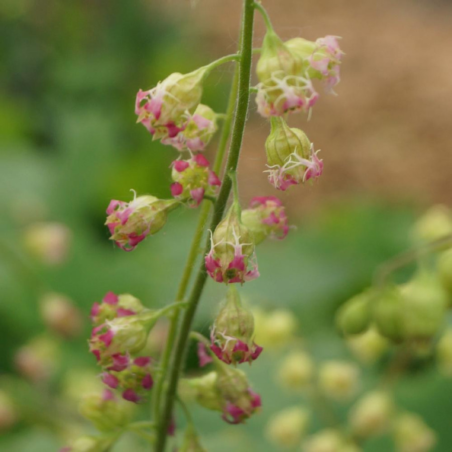 plantes-vivaces-tellima-grandiflora-en-vente-pepiniere-lepage-