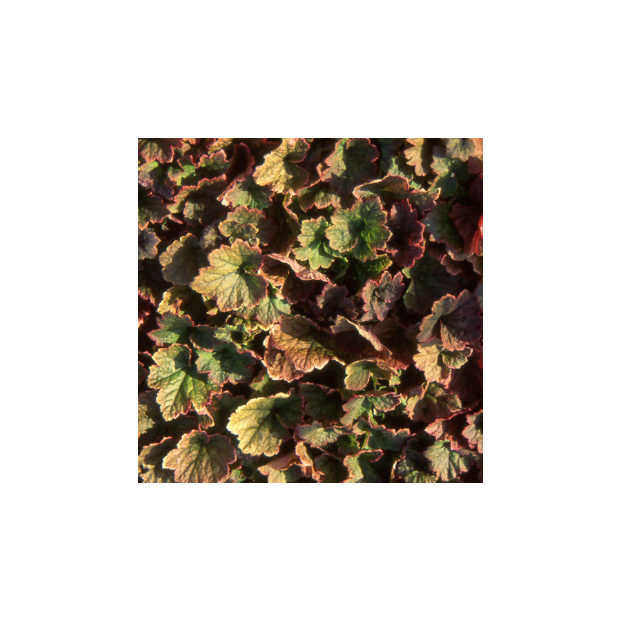 Plantes Vivaces TELLIMA grandiflora 'Rubra' en vente - Pépinière Lepage .