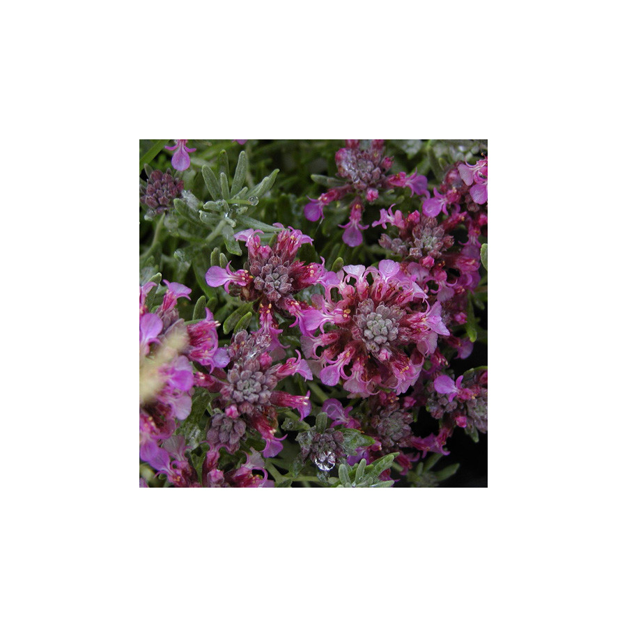 Plantes Vivaces TEUCRIUM ackermerum - Germandrée en vente - Pépinière Lepage .