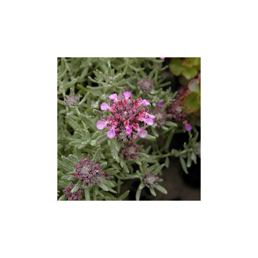 Plantes Vivaces TEUCRIUM ackermerum - Germandrée en vente - Pépinière Lepage .