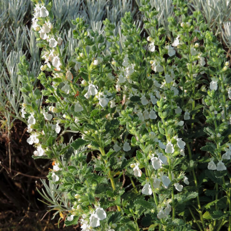 plantes-vivaces-teucrium-chamaedrys-album-germandree-en-vente-pepiniere-lepage-