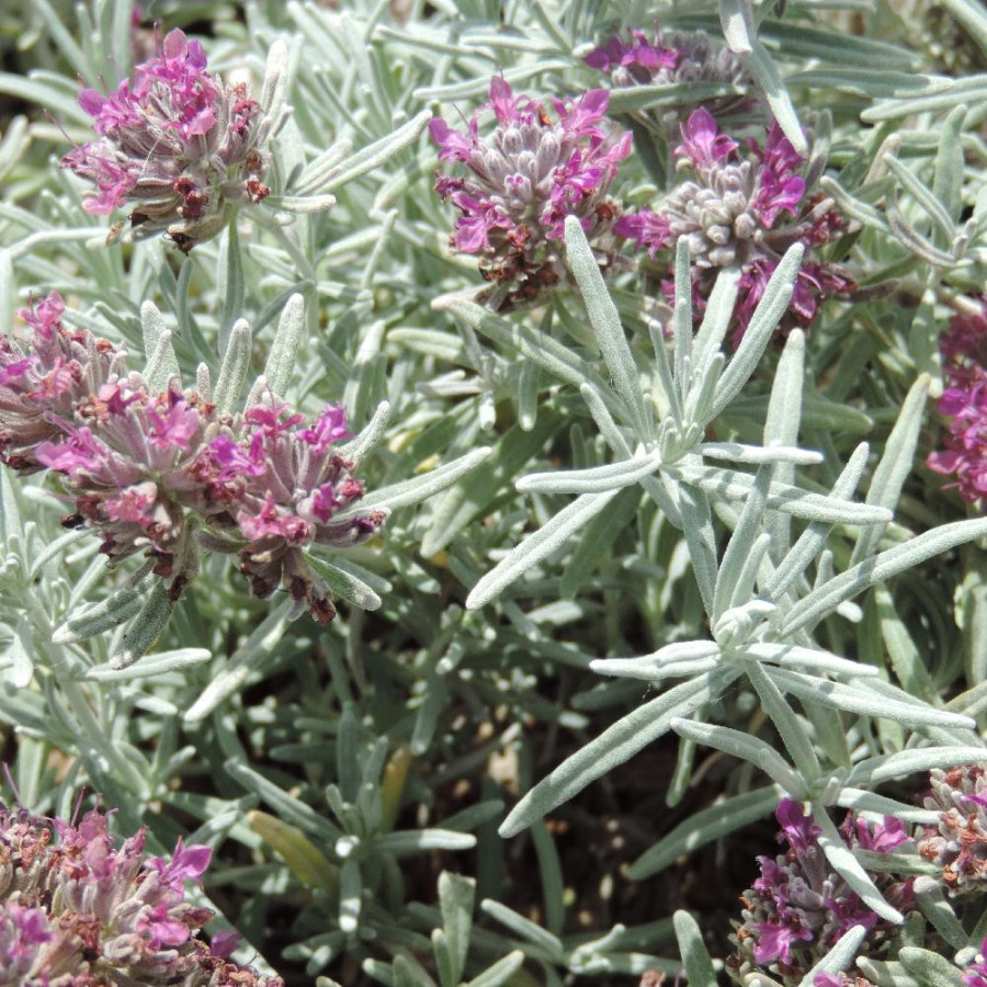TEUCRIUM cossonii