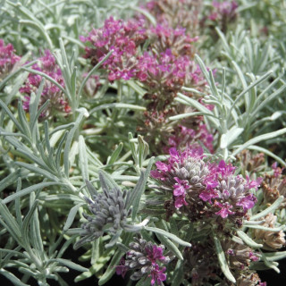 TEUCRIUM cossonii