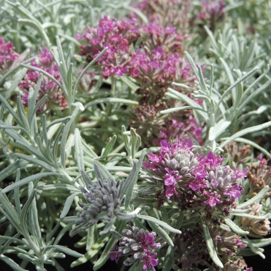 TEUCRIUM cossonii