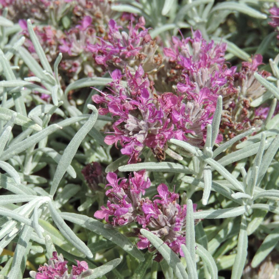 TEUCRIUM cossonii