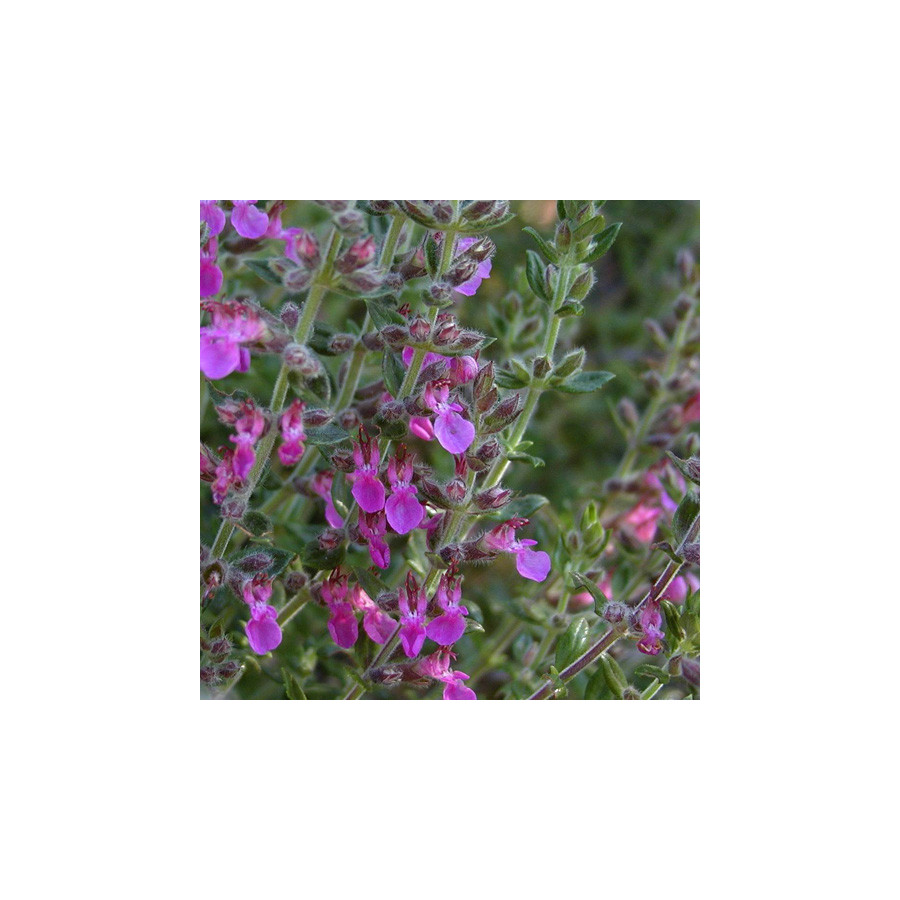 Plantes Vivaces TEUCRIUM lucidrys - Germandrée en vente - Pépinière Lepage .