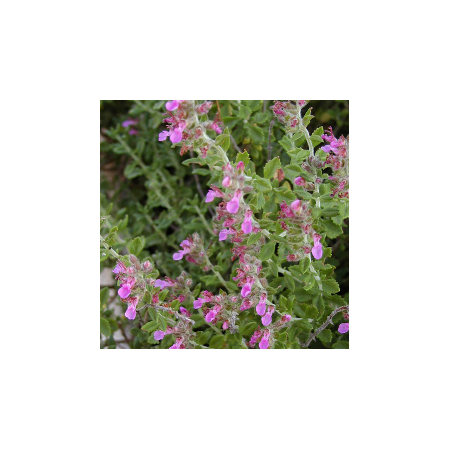 Plantes Vivaces TEUCRIUM lucidrys - Germandrée en vente - Pépinière Lepage .
