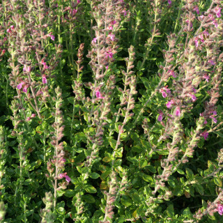 Plantes Vivaces TEUCRIUM lucidrys - Germandrée en vente - Pépinière Lepage .