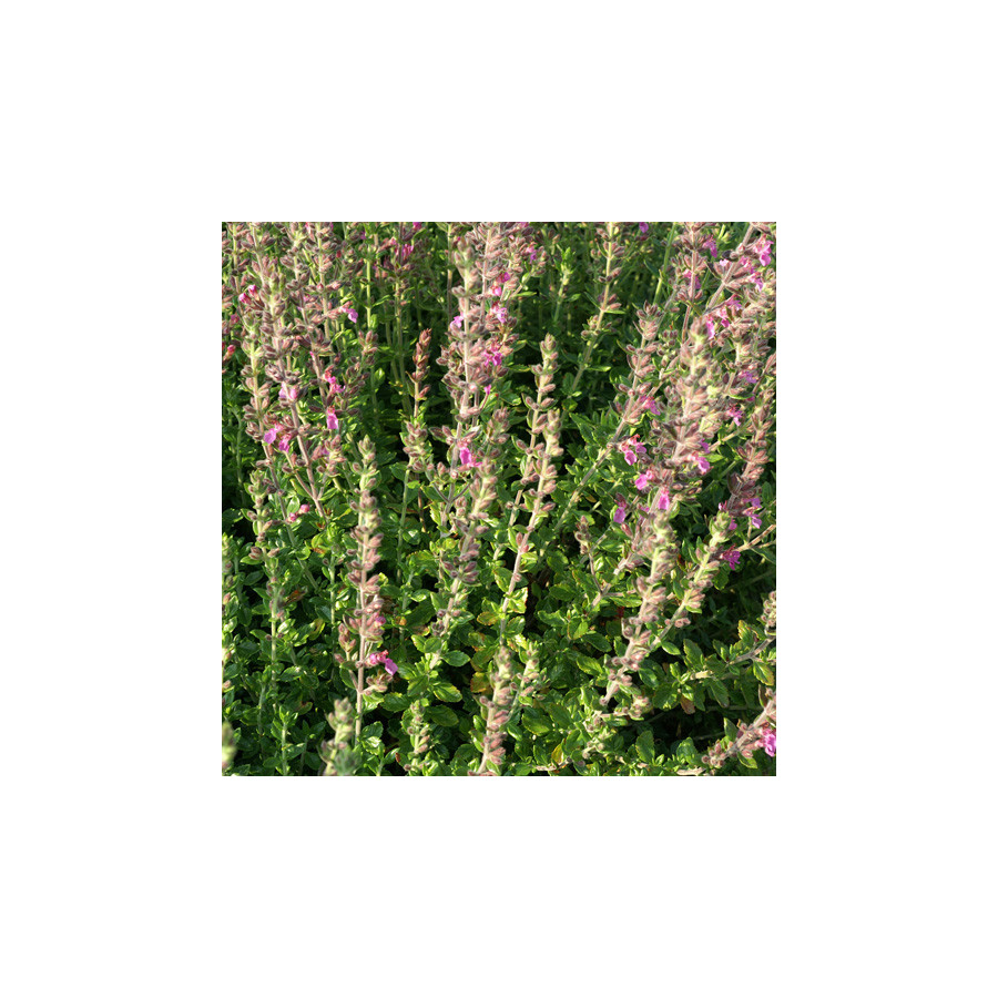 Plantes Vivaces TEUCRIUM lucidrys - Germandrée en vente - Pépinière Lepage .