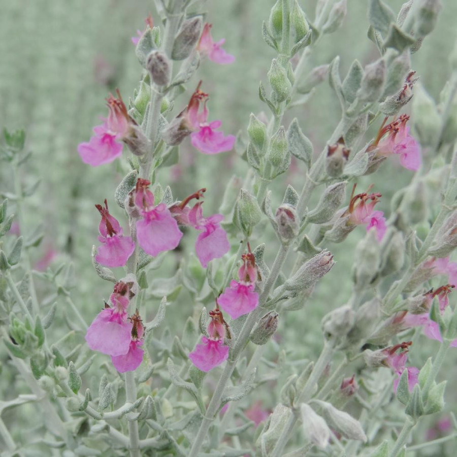 TEUCRIUM marum