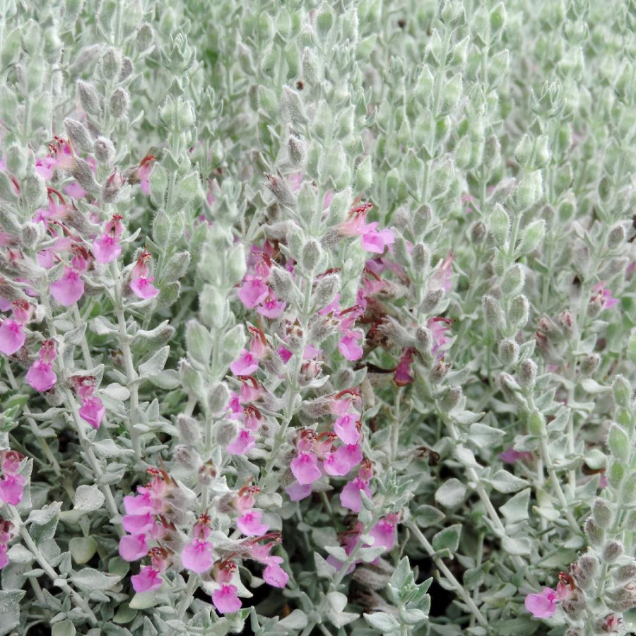 TEUCRIUM marum