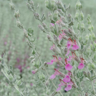 TEUCRIUM marum