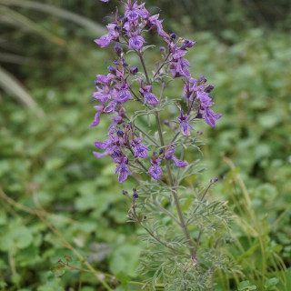 plantes-vivaces-teucrium-orientale-germandree-d-orient-en-vente-pepiniere-lepage-