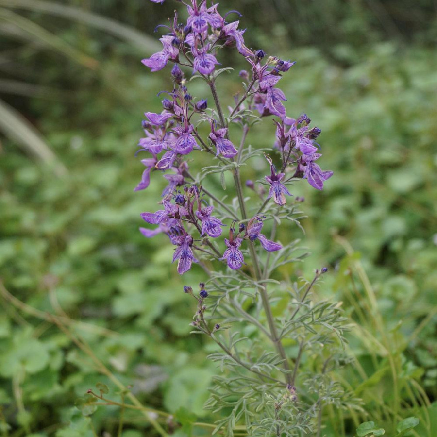Plantes Vivaces TEUCRIUM orientale - Germandrée d'Orient en vente - Pépinière Lepage .