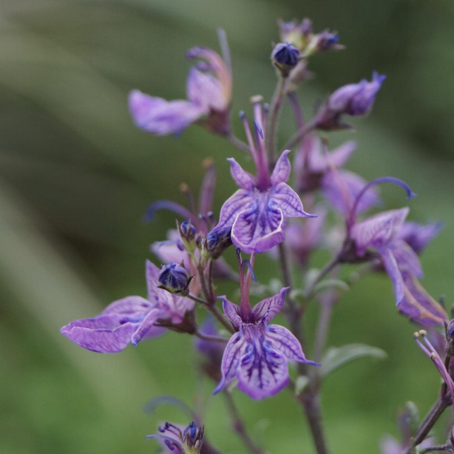 Plantes Vivaces TEUCRIUM orientale - Germandrée d'Orient en vente - Pépinière Lepage .