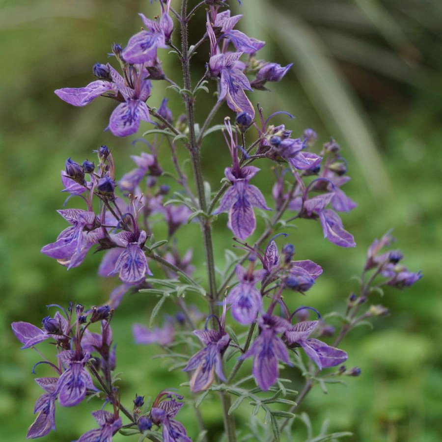 Plantes Vivaces TEUCRIUM orientale - Germandrée d'Orient en vente - Pépinière Lepage .
