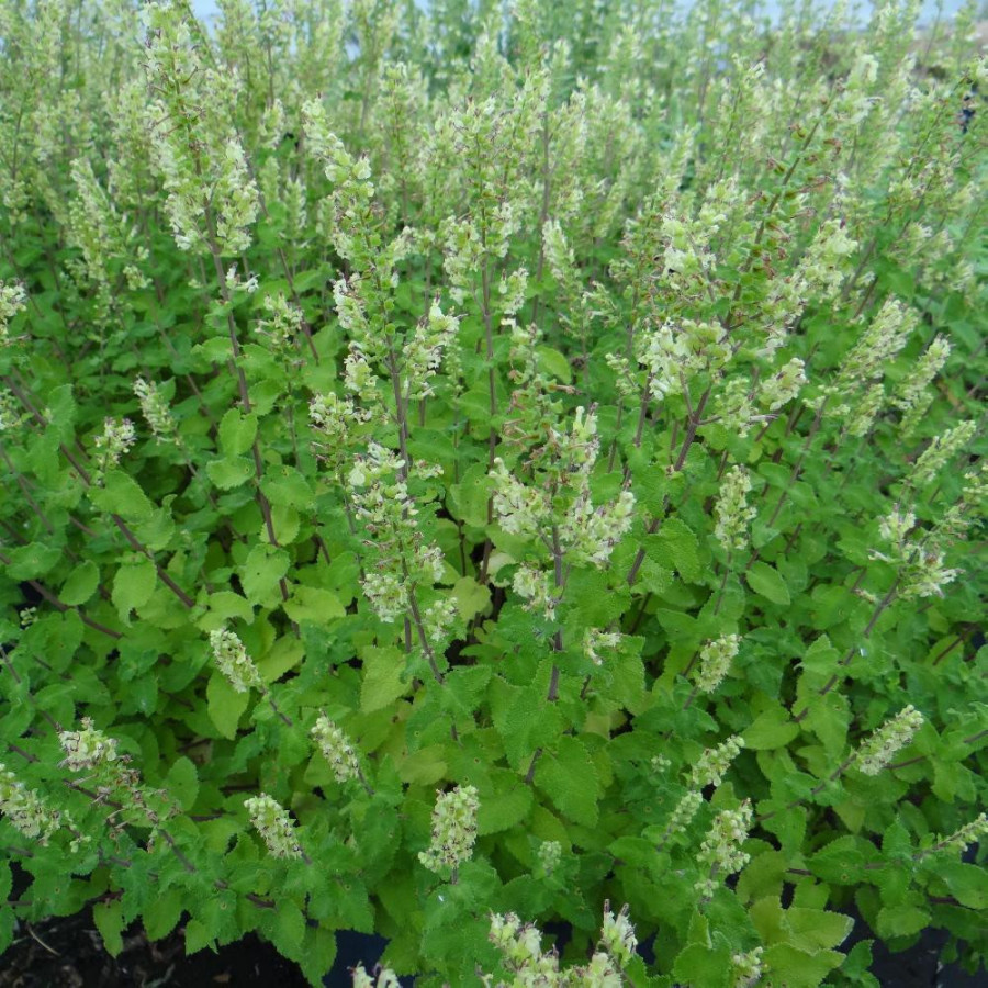Plantes Vivaces TEUCRIUM scorodonia 'Crispum' - Germandrée en vente - Pépinière Lepage .