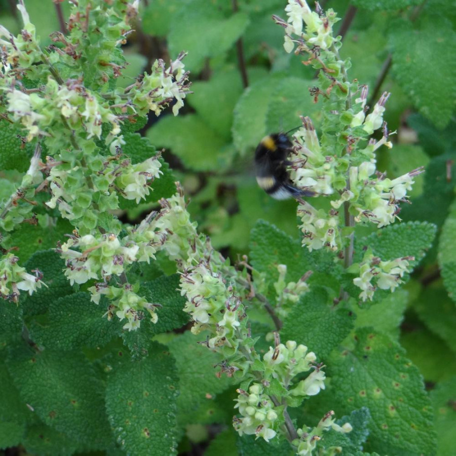 Plantes Vivaces TEUCRIUM scorodonia 'Crispum' - Germandrée en vente - Pépinière Lepage .