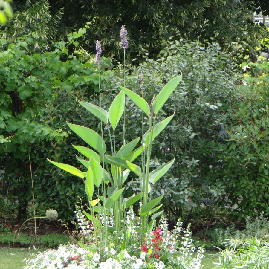 Plantes Vivaces THALIA dealbata en vente - Pépinière Lepage .