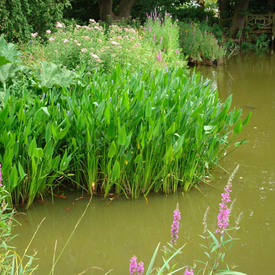 Plantes Vivaces THALIA dealbata en vente - Pépinière Lepage .
