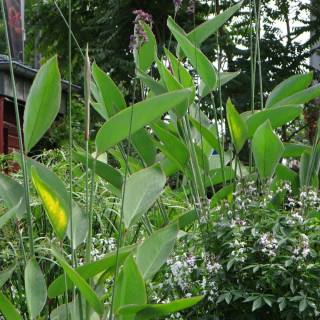 Plantes Vivaces THALIA dealbata en vente - Pépinière Lepage .