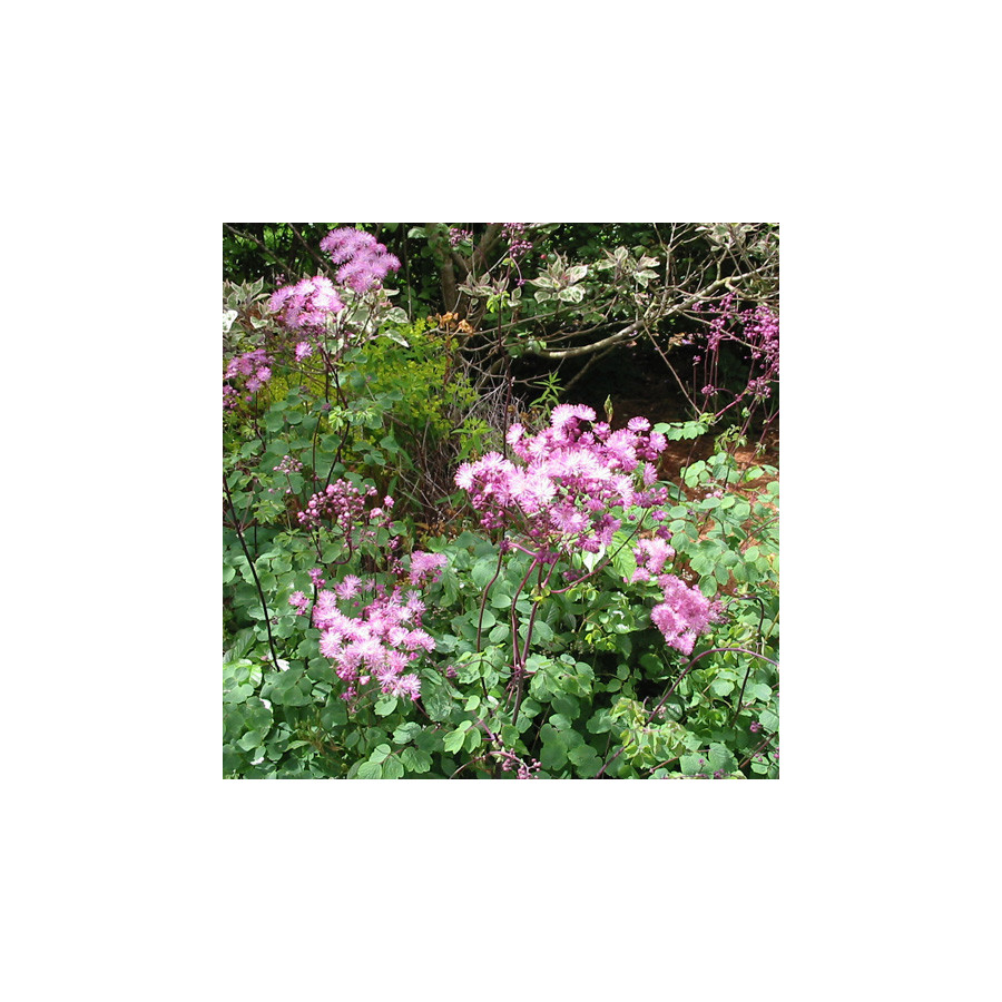 Plantes Vivaces THALICTRUM aquilegifolium 'Purpureum' - Pigamon en vente - Pépinière Lepage .