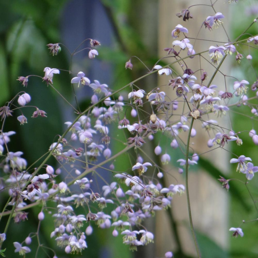 Plantes Vivaces THALICTRUM delavayi - Pigamon en vente - Pépinière Lepage .