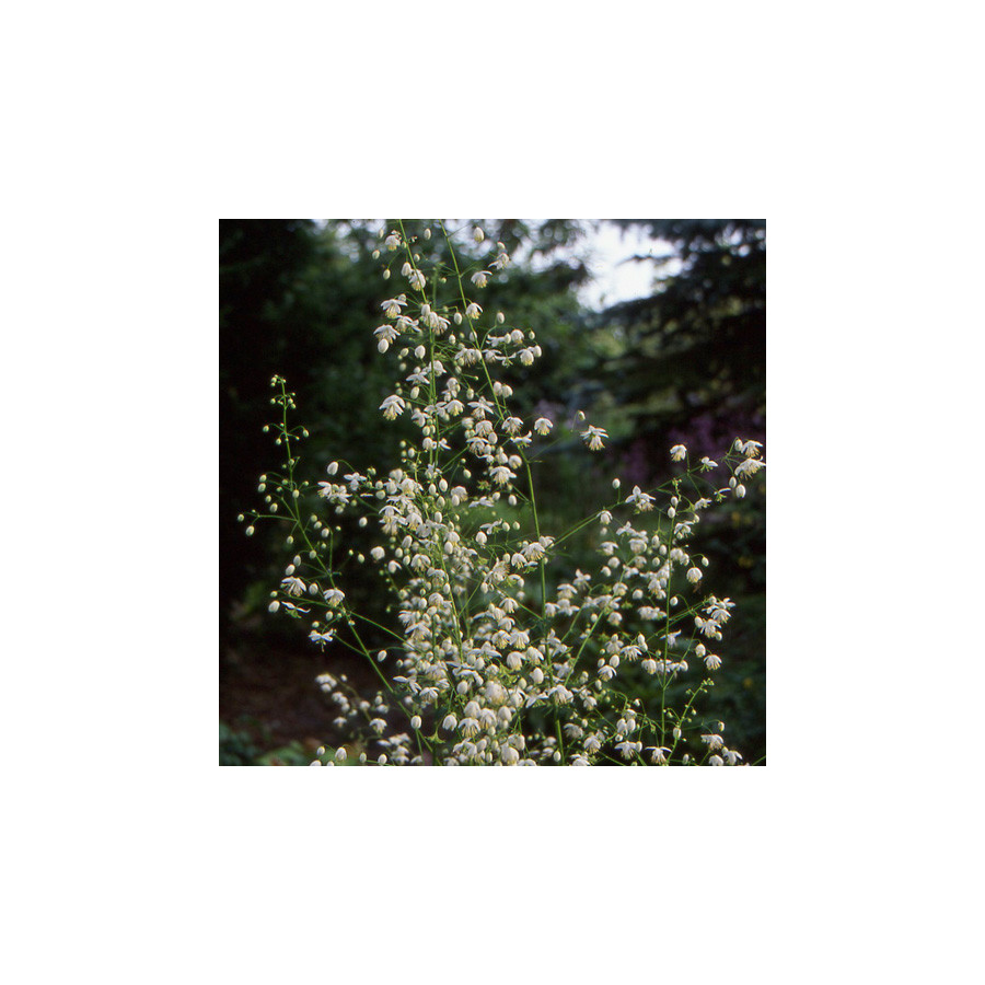 Plantes Vivaces THALICTRUM delavayi 'Album' - Pigamon en vente - Pépinière Lepage .