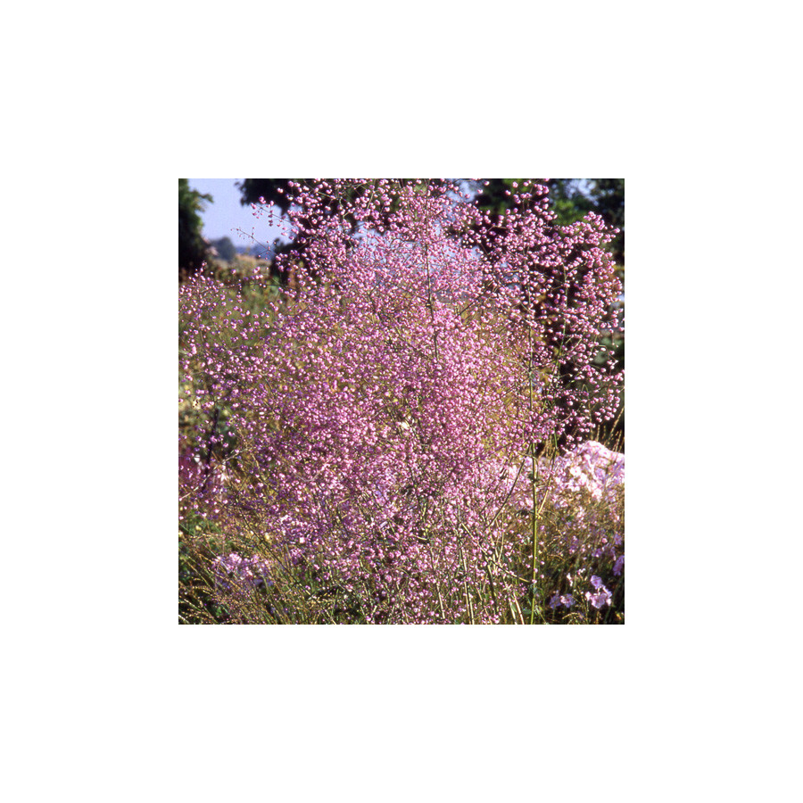 Plantes Vivaces THALICTRUM delavayi 'Hewitt's Double' - Pigamon en vente - Pépinière Lepage .