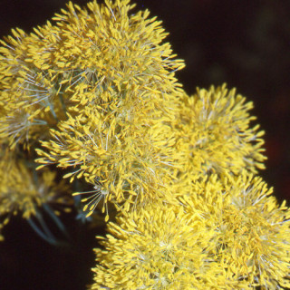 plantes-vivaces-thalictrum-flavum-ssp-glaucum-pigamon-en-vente-pepiniere-lepage-