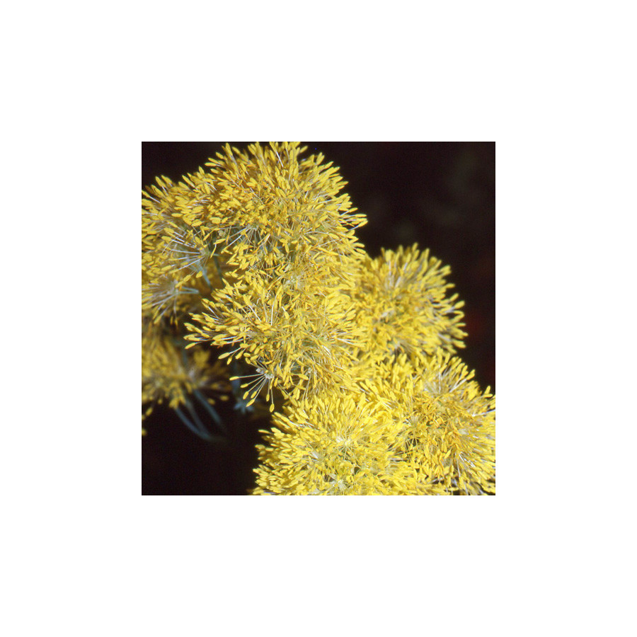 Plantes Vivaces THALICTRUM flavum ssp. glaucum - Pigamon en vente - Pépinière Lepage .