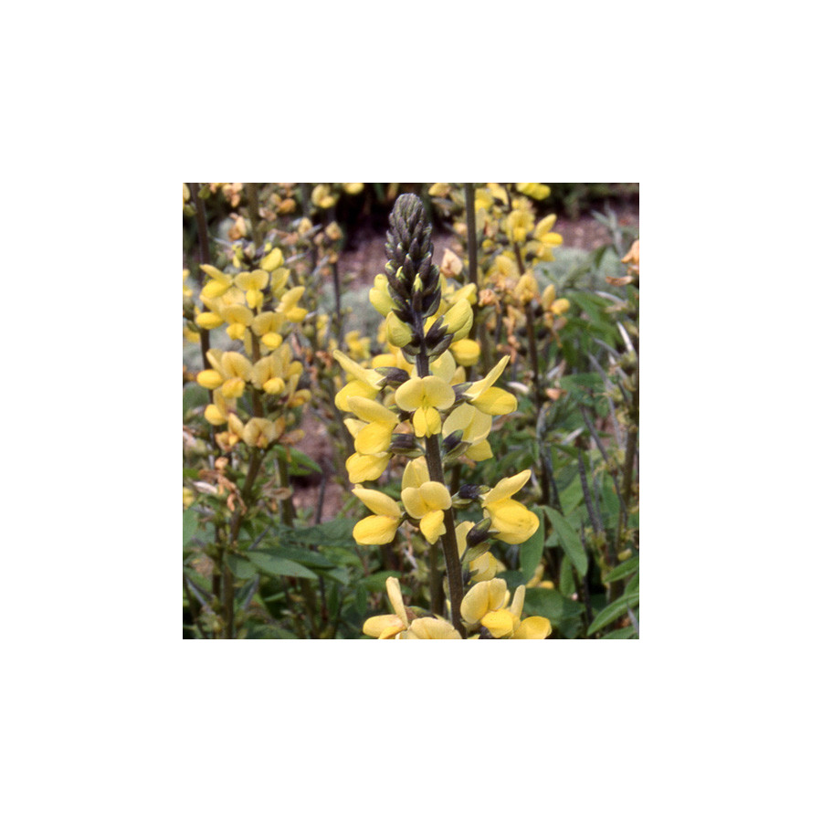 Plantes Vivaces THERMOPSIS lanceolata en vente - Pépinière Lepage .