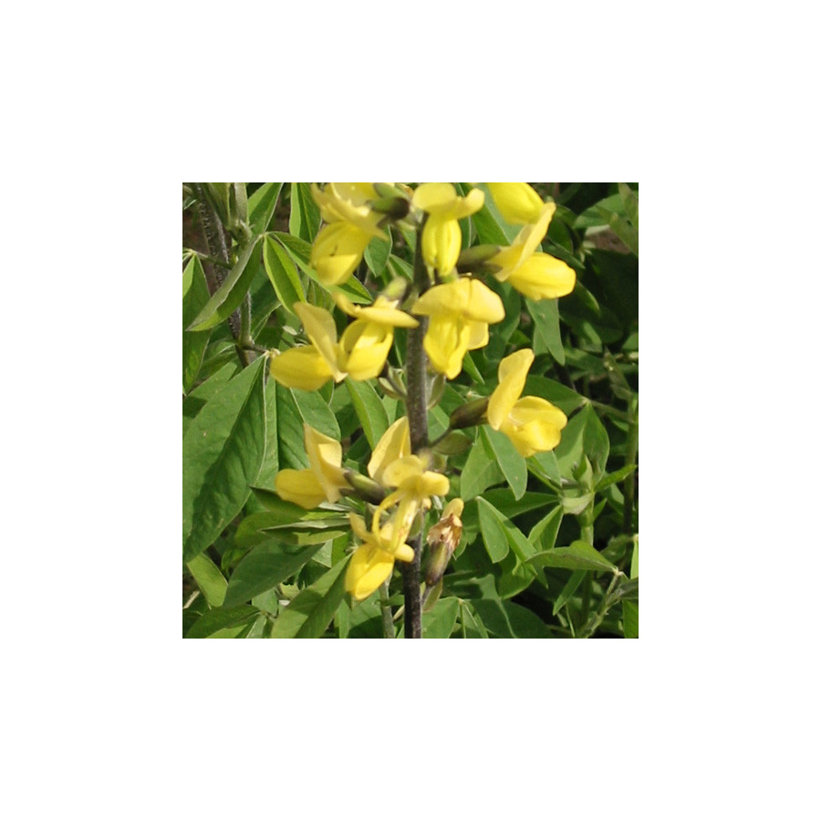 Plantes Vivaces THERMOPSIS lanceolata en vente - Pépinière Lepage .