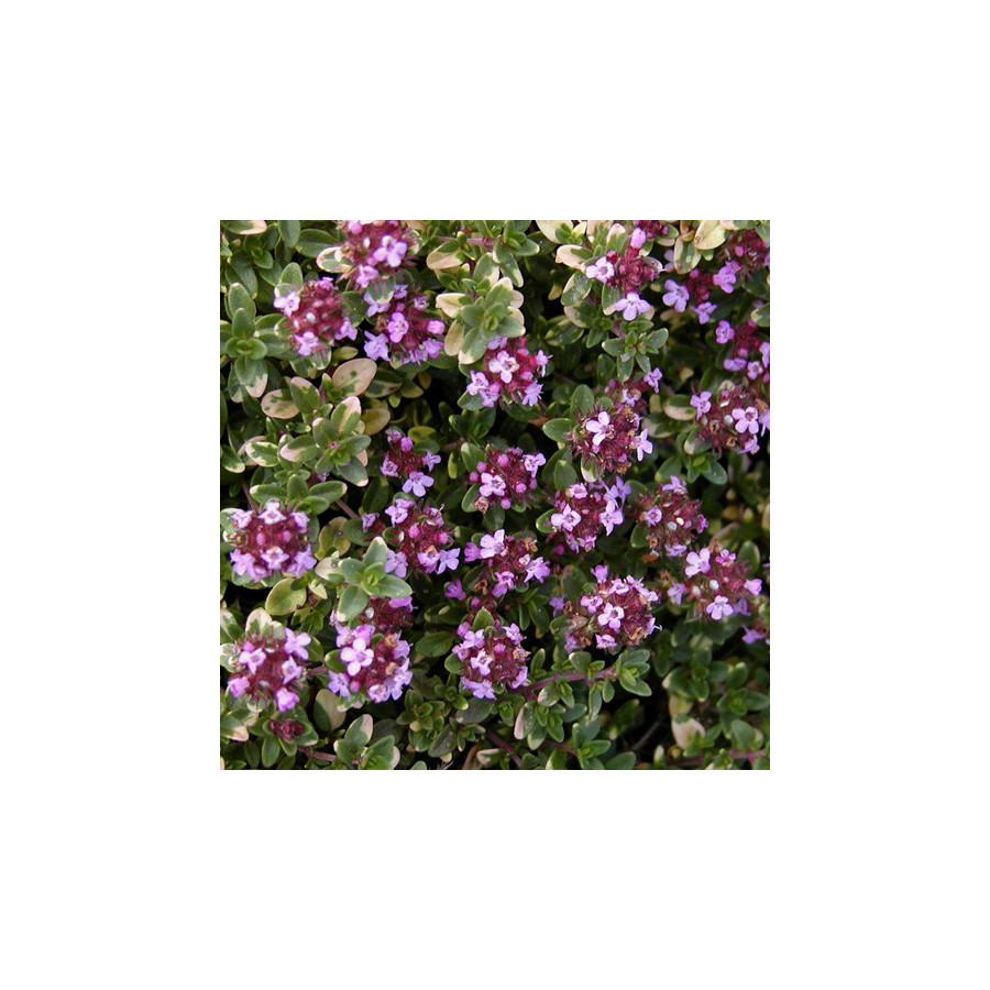 Plantes Vivaces THYMUS 'Doone Valley' - Thym en vente - Pépinière Lepage .