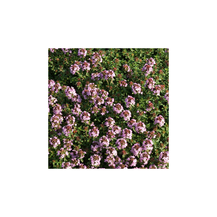 Plantes Vivaces THYMUS 'Doone Valley' - Thym en vente - Pépinière Lepage .