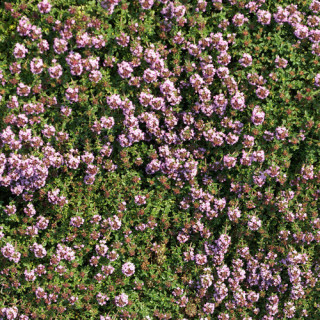 Plantes Vivaces THYMUS 'Doone Valley' - Thym en vente - Pépinière Lepage .