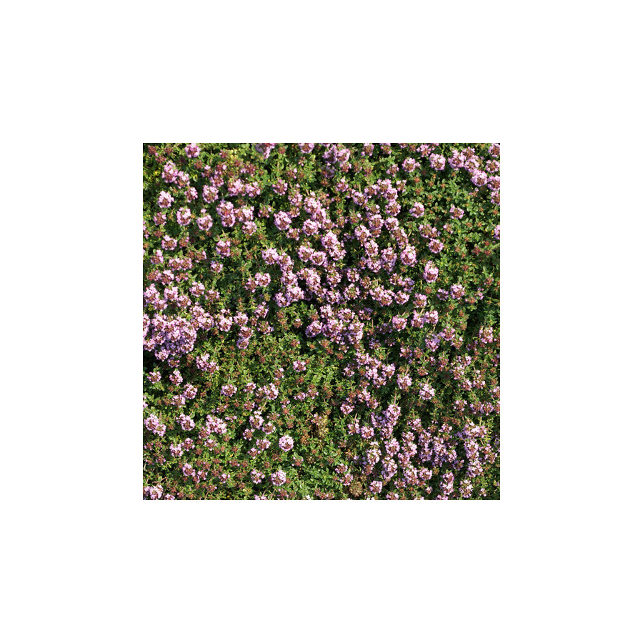 Plantes Vivaces THYMUS 'Doone Valley' - Thym en vente - Pépinière Lepage .